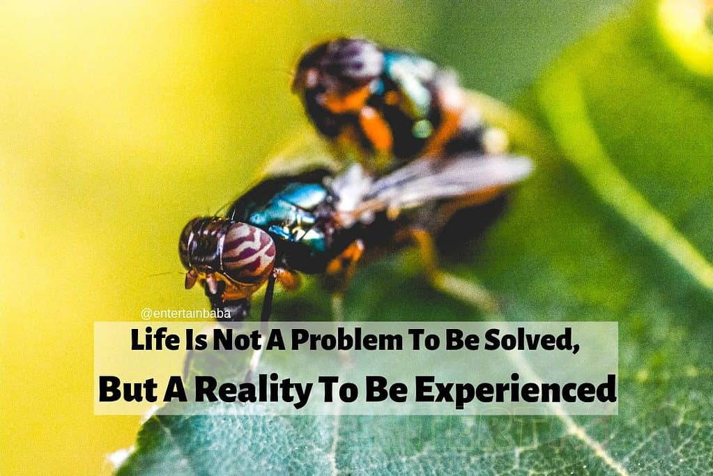 Life Is Not A Problem To Be Solved, But A Reality To Be Experienced