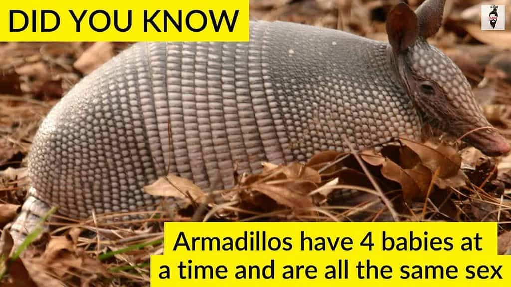 Did you know about Armadillos